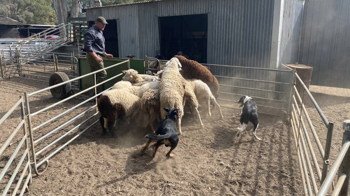 Mr Leaning has found there to be many differences between training sheep dogs in Australia versus training them overseas.