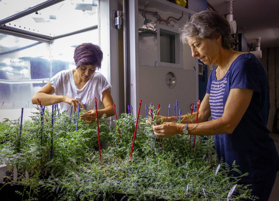 Dr Maria Pazos-Navarro (left) and research technician Simone Wells (right) looking at the different floral developmental stages in domestic and wild chickpeas under controlled-environment conditions.
