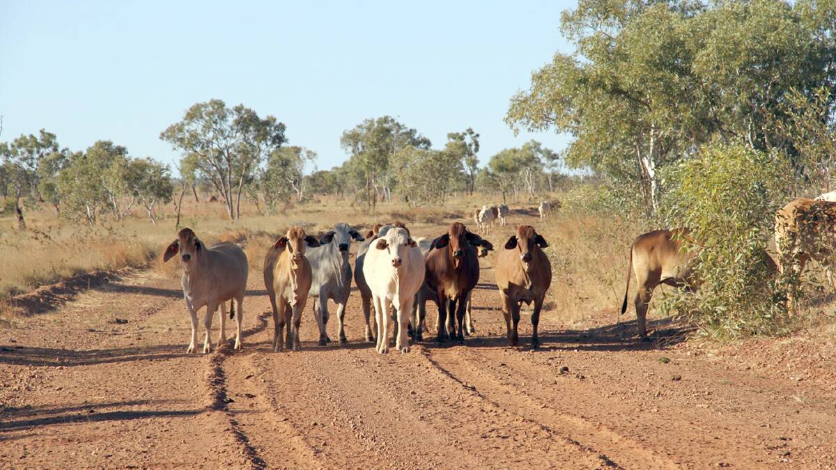  Ruby Plains, in the Kimberley, along with four pastoral properties in the Northern Territory are tipped to be listed for sale on behalf of Gina Rinehart's agribusinesses. Photo: S. Kidman & Co.