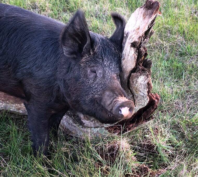 Spotty - the One Table Farm black pig.