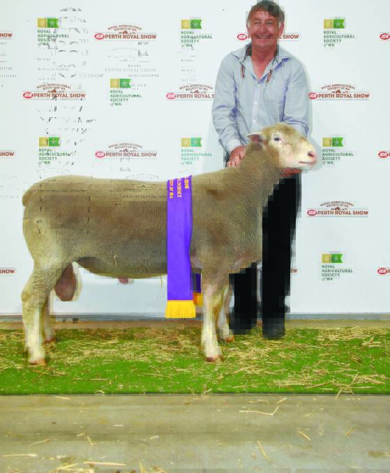  The Brimfield Poll Dorset stud, Kendenup, exhibited the British, Australasian and other breeds supreme champion ram. With the ram was stud co-principal Max Whyte.