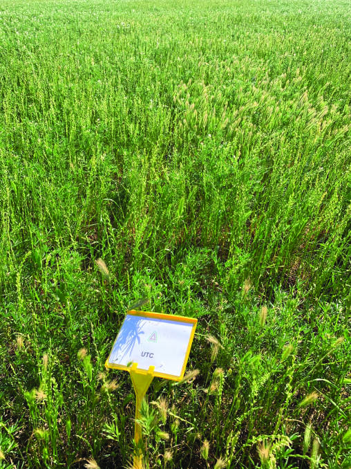  The Liebe group Ultro trial 2019  an untreated control of annual ryegrass in lupins.