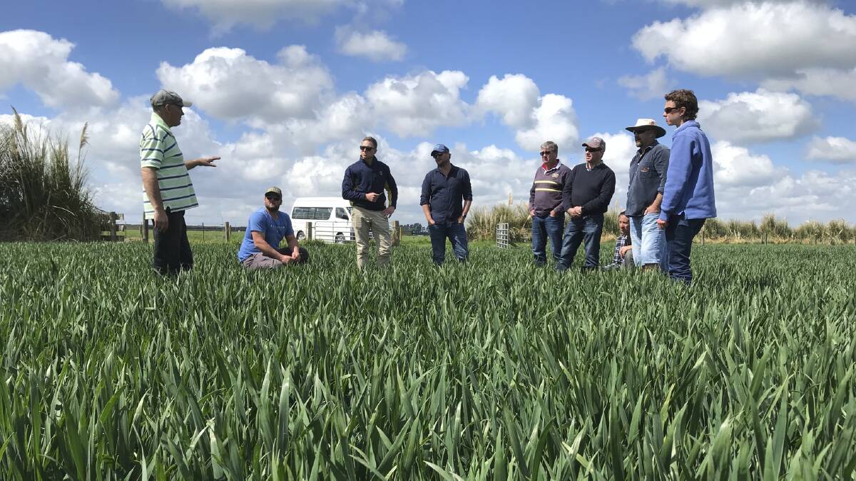 WA growers visited the Canterbury Plains in New Zealand to learn about strategies for growing hyper-yielding cereal crops. Photograph by Nicky Tesoriero.