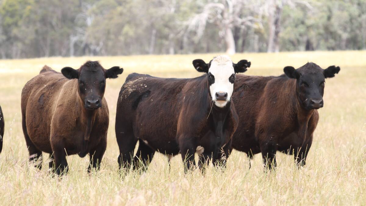 Demand for WA beef strengthens
