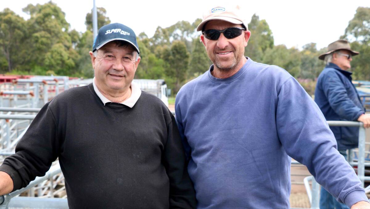 Alf Angi (left), Waroona, inspected the cattle with Charlie Odorisio, Waroona. Later the top price of 348c/kg for beef steers were bought for Alf.