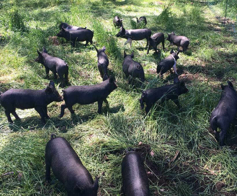 The farm's pigs are fed supplemental certified organic fermented grains and have 24/7 access to shade, water and shelter.