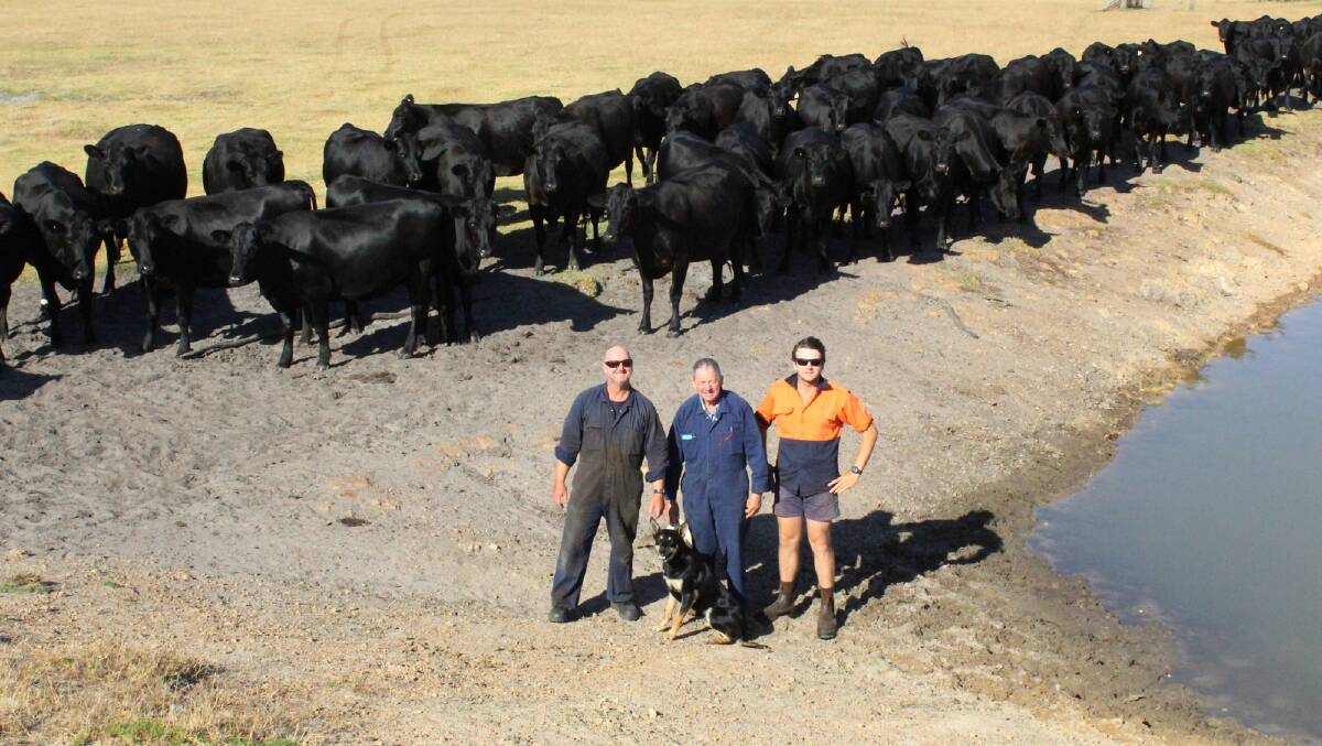 With their large line of PTIC first-cross Angus-Friesian heifers which will be offered in the sale are Mal (left), Des and Lewis, Houden, The Southden Trust, Redmond. The Houdens have nominated 71 heifers which are due to calve from March 1 to Arizona Farms Angus bulls.