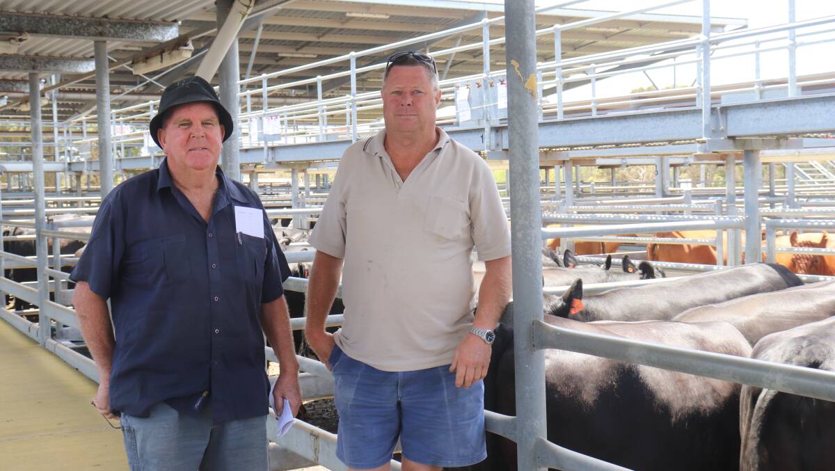 Trevor Kiddie (left), Albany and Darryl Stephenson, Albany, looking over the cattle prior to the sale last Tuesday.