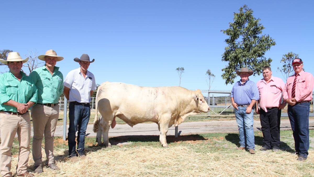  With the $26,000 top-priced Charolais bull Venturon Start The Party S97 (by Venturon Hamish H6) purchased by the Holzwart family, Bauhinia Park Charolais stud, Emerald, Queensland, at the third annual Venturon Livestock on-property bull sale at Boyup Brook last Friday were Nutrien Livestock, Boyup Brook agent Jamie Abbs (left), Nutrien Livestock, Manjimup representative Laurence Grant, Venturon Livestock stud co-principal Harris Thompson, Tom Wilding-Davies, Premium Livestock Solutions, Brisbane, Queensland, who represented the buyers, Elders Boyup Brook agent Peter Forrest and Elders WA cattle manager Michael Longford.