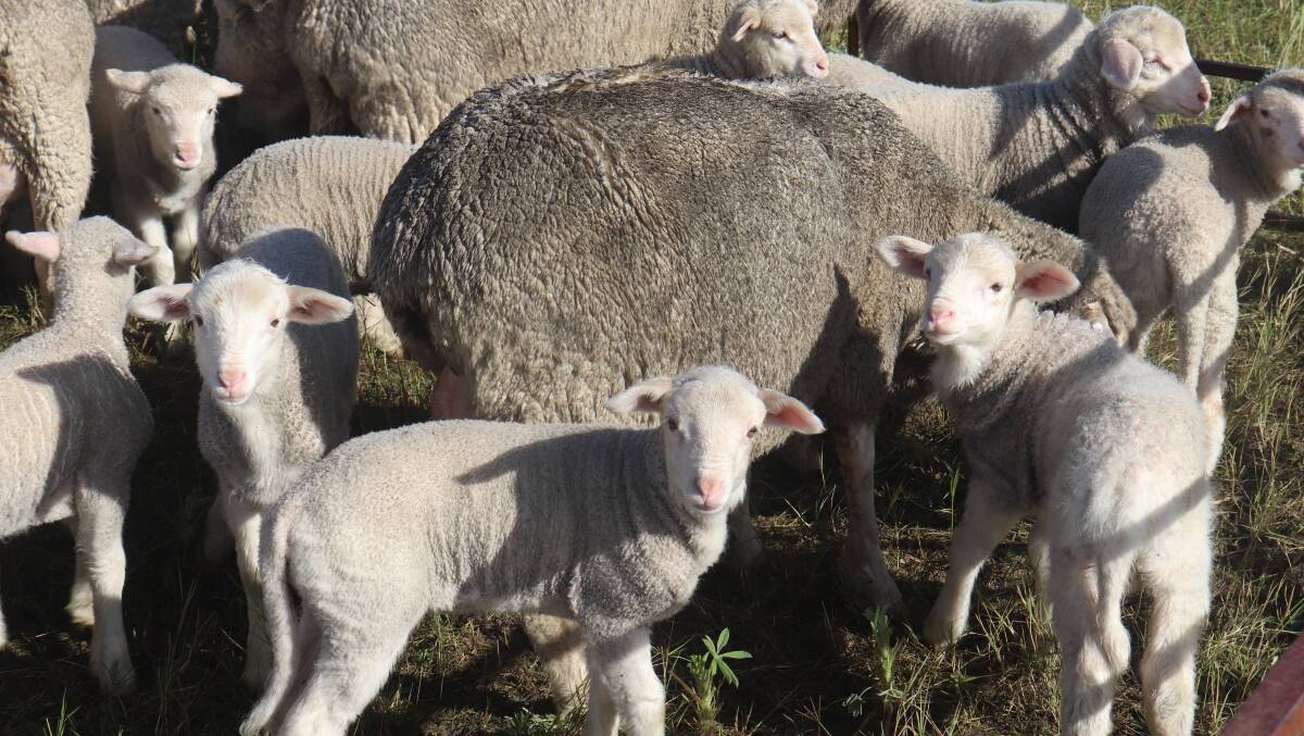 Irwin House is home to more than 9000 breeding ewes and their lambs.