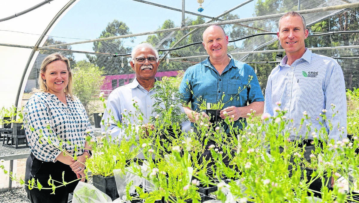 WA Agricultural Research Collaboration director Kelly Pearce (left), DPIRD genetic improvement portfolio manager Darshan Sharma, DPIRD and Murdoch University principal research scientist Ron Yates and GRDC senior regional manager (west) Peter Bird, with lupin and legumes research trial plants at Murdoch University.