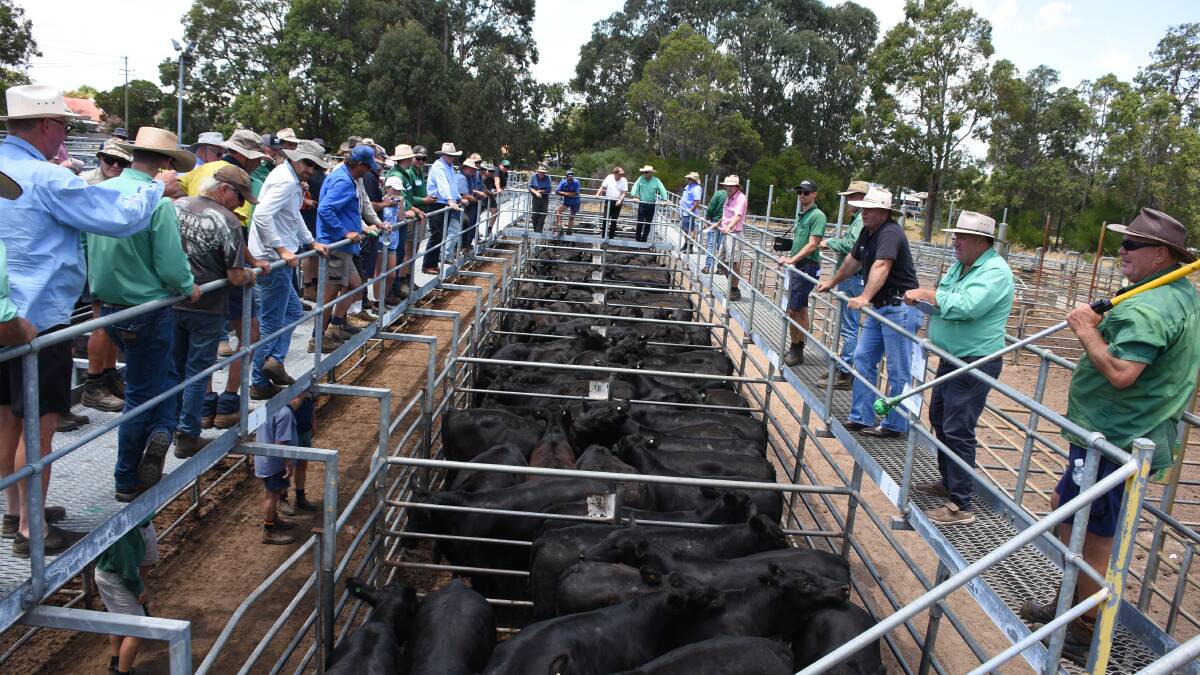The yarding at last week's weaner sale was one of the biggest for the season and prices topped at $1850 for Angus steers from the Muir family, GD Muir & Co, Mordallup stud, Manjimup.