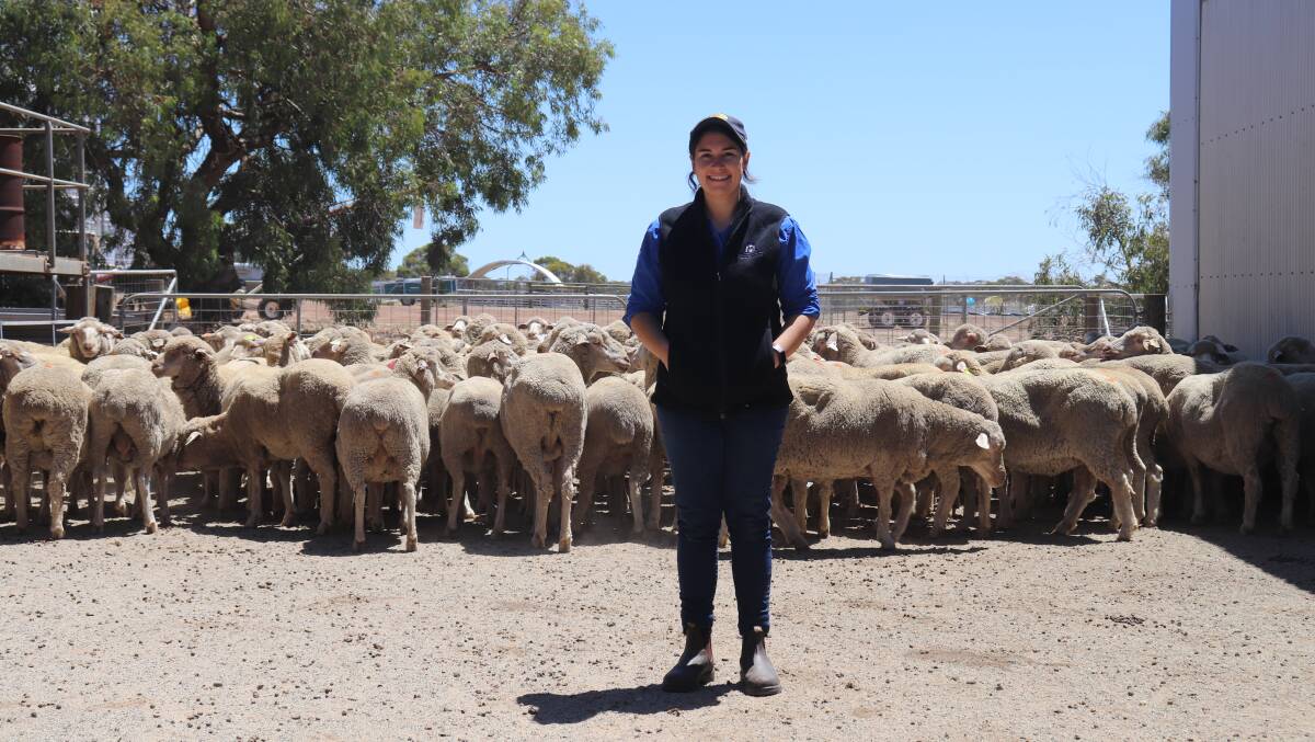 Department of Primary Industries and Regional Development livestock research scientist Claire Payne at the Katanning research facility with some of the sheep from the Genetic Resource Flock that provides data to inform Australian Sheep Breeding Values and which she now manages.