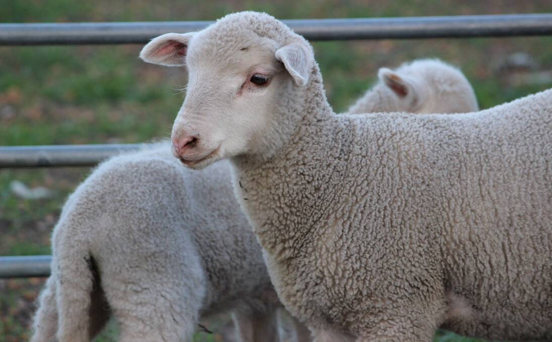 A decline in New Zealand lamb exports could provide an opportunity for Australian lamb to achieve greater penetration across key markets.