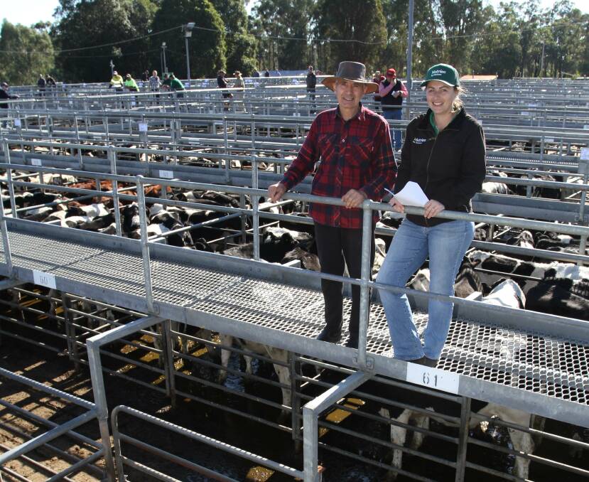 Vendor Laurie Sorgiovanni, IR Sorgiovanni, Harvey and Lyndsay Flemming, Nutrien Livestock, Brunswick/Harvey, with the Sorgiovanni family's Friesian steers that sold for $420c/kg and $1752 at the sale.