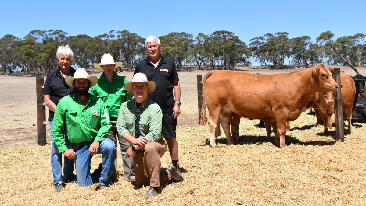 With the $12,000 top-priced cow at the Maryvale Limousin and Angus on-property sale at Kapunda, South Australia, were buyers Sue (back left) and Kevin (back right) Nettleton, Unison Limoousin stud, Boyanup, Maryvale stud groom Ben Watson, Maryvale stud principal Matt Vogt and Landmark auctioneer Gordon Wood.