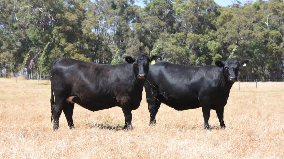 Each year the Harris family naturally join 40 heifers to bulls and artificially inseminate an additional 120, while all cows are joined to bulls.