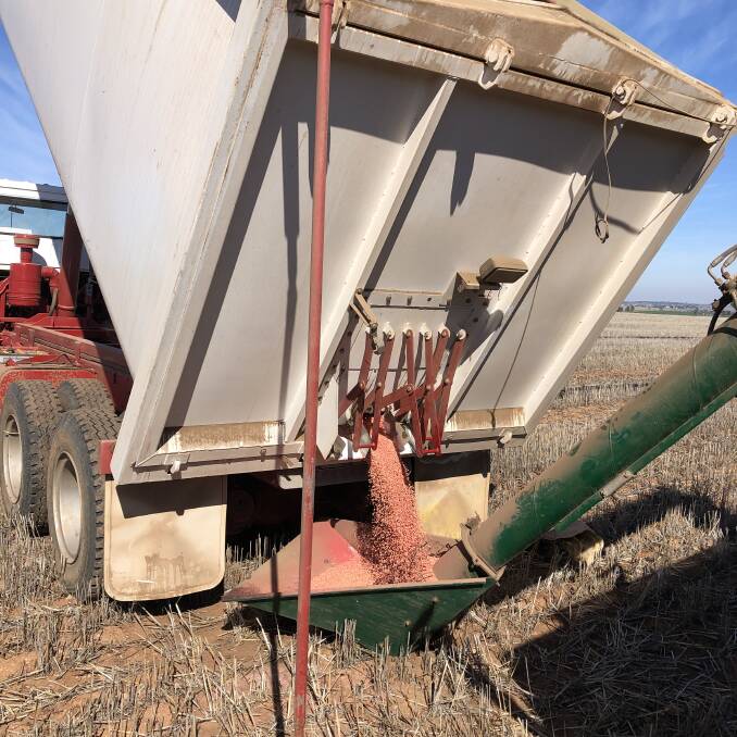 Wheat being discharged into an auger hopper from one of three doors in the rear of the AgImports three compartment tipping bin.