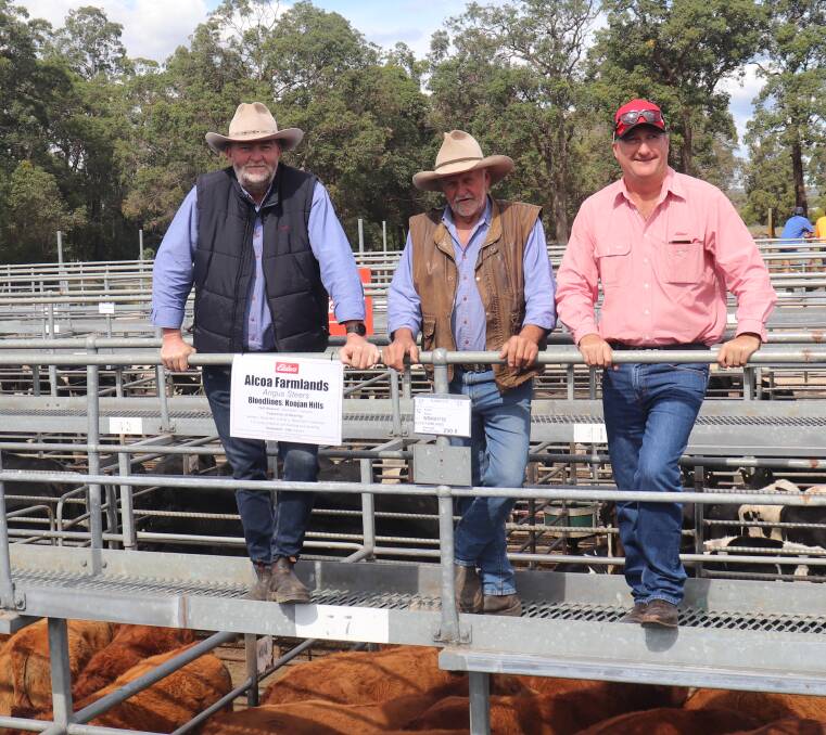 Alcoa Farmlands, Wagerup and Pinjarra, was again a volume vendor in this month's sale. Looking over the operation's cattle were Vaughn Byrd (left) and Richard Gardiner, Alcoa Farmlands and Elders, Waroona representative Wade Krawczyk.