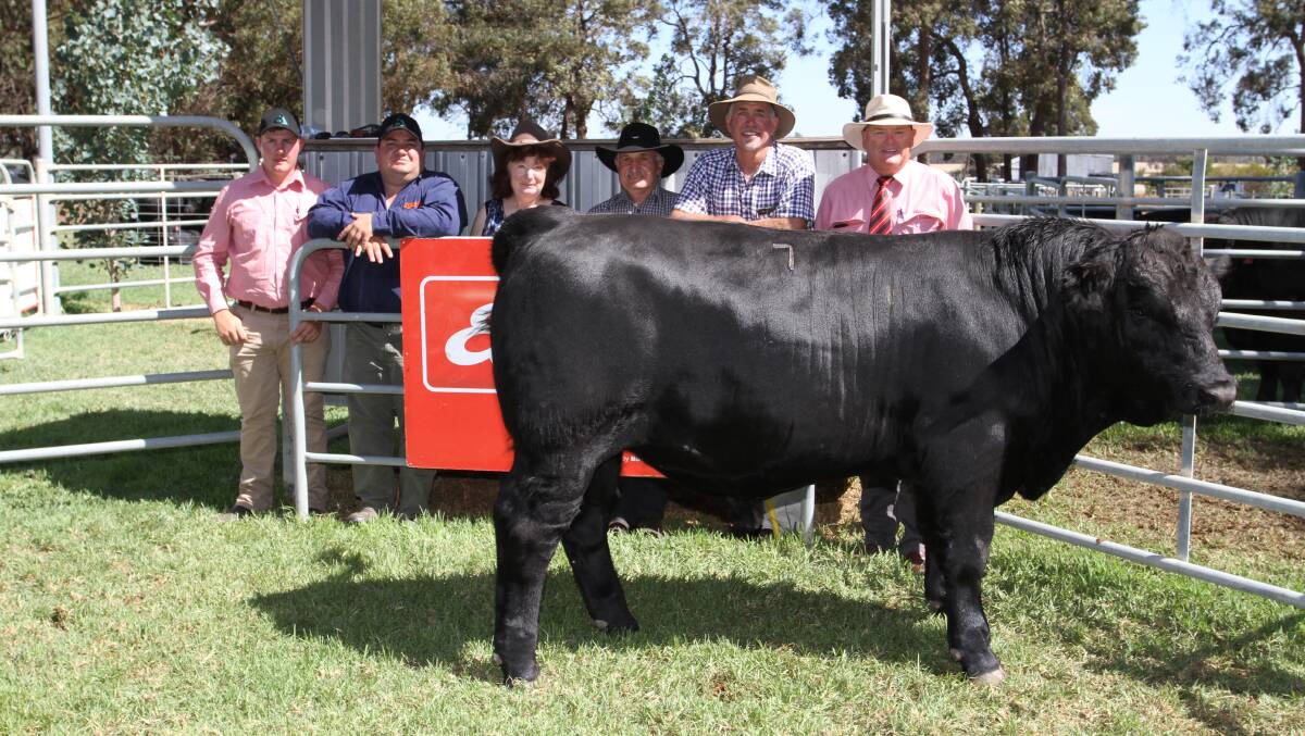 With the $15,000 top-priced Black Simmental bull Bonnydale Lincoln Q90 (by Bonnydale Augustus L84) at the Introvigne family's 24th annual on-property Bonnydale Black Simmental and SimAngus yearling bull sale at Bridgetown on Monday were Pearce Watling (left), Elders Donnybrook, top-priced bull buyer sponsor Jarvis Polglaze, Zoetis, buyers Janine and Giolio Perrella, G & JM Perrella, Northcliffe, Bonnydale stud co-principal Rob Introvigne and Elders auctioneer Gary Preston.
