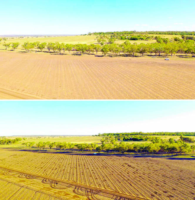 Drone shots showing a commercial paddock prior to treatment with the Weed Chipper (top) and the soil divots after weed control treatment (bottom). Photo by AHRI.