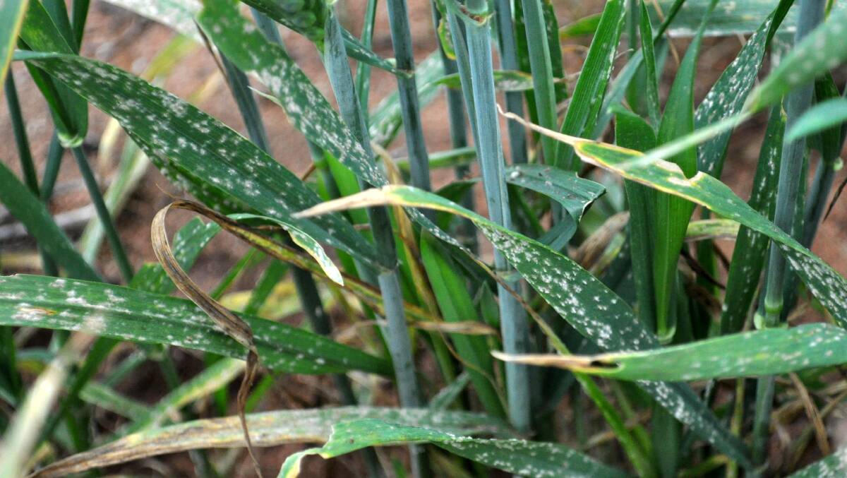 Powdery mildew in the wheat canopy. Photo by Ciara Beard, DPIRD.
