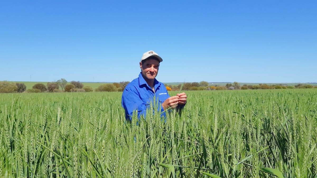 Hines Hill farmer Cam Gethin plans to plant RockStar, Scepter and Chief CL Plus next year.