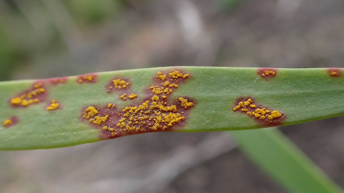 Myrtle rust has been detected on a remote property in the Kimberley. Signs to look out for include masses of bright yellow or orange-yellow spores on plant foliage, lesions on actively-growing foliage, floral buds and young fruit and buckled or twisted leaves.