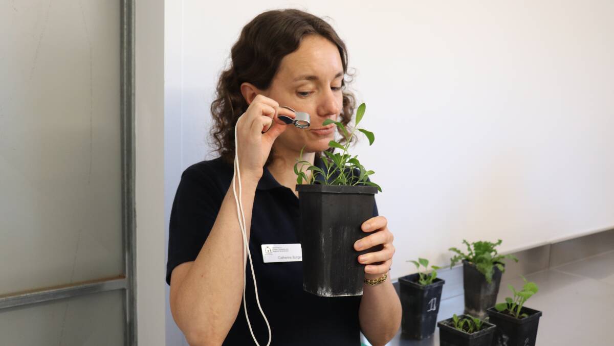 DPIRD grains research and development officer Catherine Borger gave useful tips on identifying weeds in crops at a workshop in Dalwallinu last week.