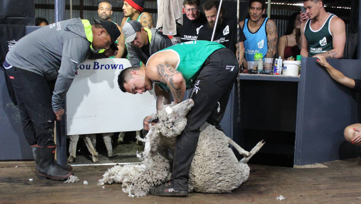 Bunbury shearer Lou Brown on his way to setting a world shearing record of 497 Merino ewes in eight hours back in April.
