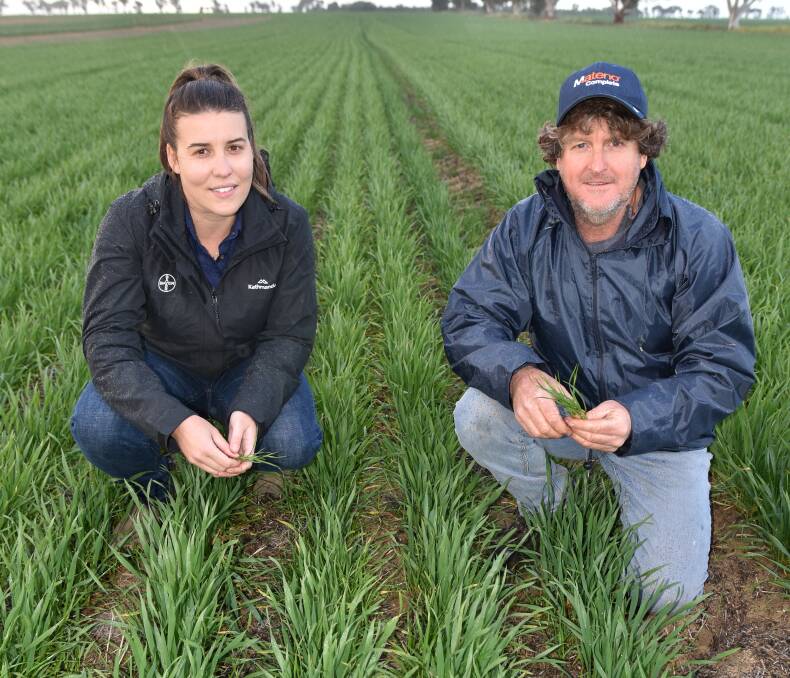 Bayer Crop Science Geraldton and Mid West WA territory business manager Courtney Humphrey and grower Bob Preston pictured assessing annual ryegrass numbers, particularly near crop furrows where the traditional pre-emergent application of trifluralin herbicide has been used in wheat on the Prestons property.