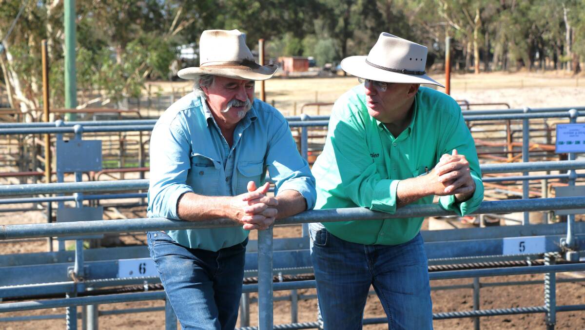 Lance Ockwell (left), Pemberton, in discussion with Nutrien Livestock South West manager Mark McKay before the combined agents weaner sale at Boyanup last week. Mr Ockwell sold the top-priced steers in the Nutrien Livestock section of the sale.