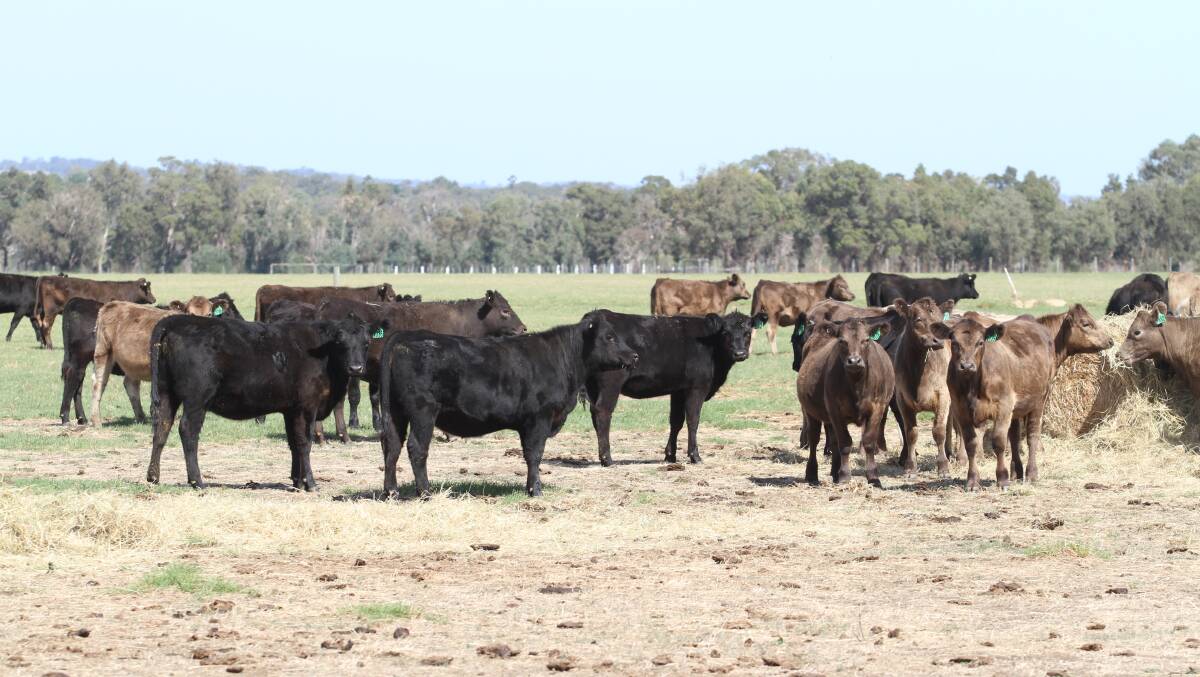 Some of the 90 Angus and Murray Grey heifer weaners weighing from 260 to 280kg to be offered by Alcoa Farmlands.