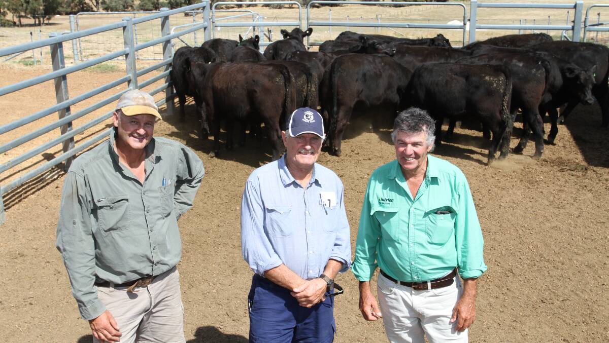 Buyer Peter Stickney (left), Stickney & Sons, Yarloop, his neighbour Andrew Jenkins, Yarloop and Nutrien Livestock Brunswick agent Errol Gardiner with the 25 Angus unmated heifers purchased by the Stickney family at the Sheron Farm sale for $1320 each.