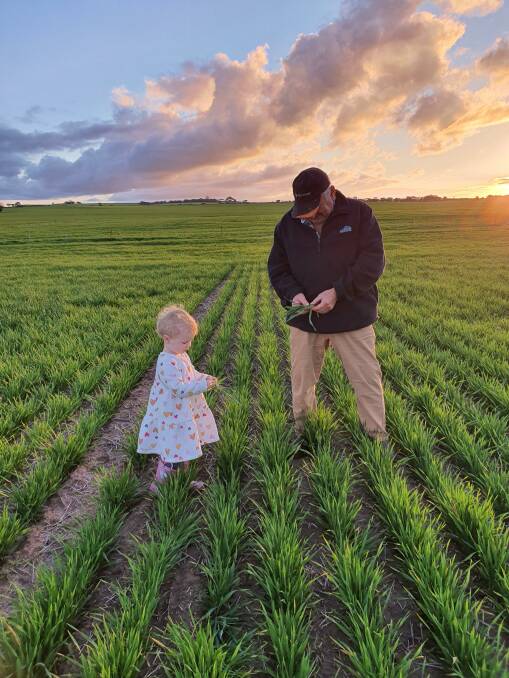 Mike Ferrari inspecting his Spartacus barley crop with his granddaughter Ella, 3, in Corrigin. With 300mm of rain received so far for the year, the season look positive for the family. Photo by Michelle Ferrari.