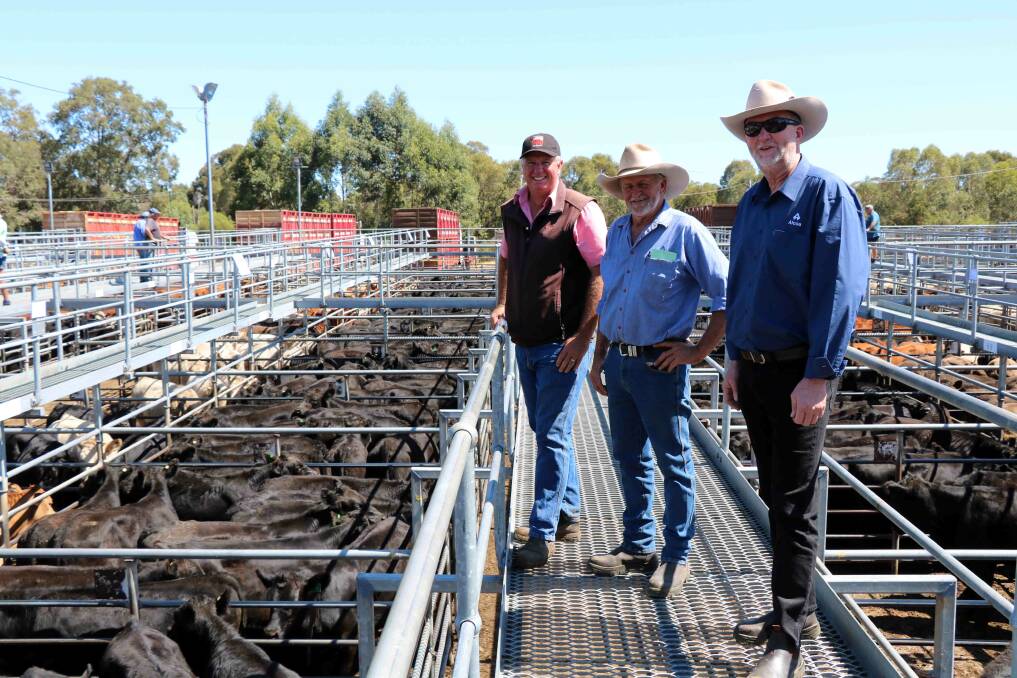 Alcoa Farmlands, Wagerup, had large numbers of beef cattle at the Elders store cattle sale at Boyanup last Friday that sold strongly to a top price of $1490. Pictured before the sale were Michael Longford (left), Elders Waroona and Richard Gardiner and Vaughan Byrd, Alcoa Farmlands.