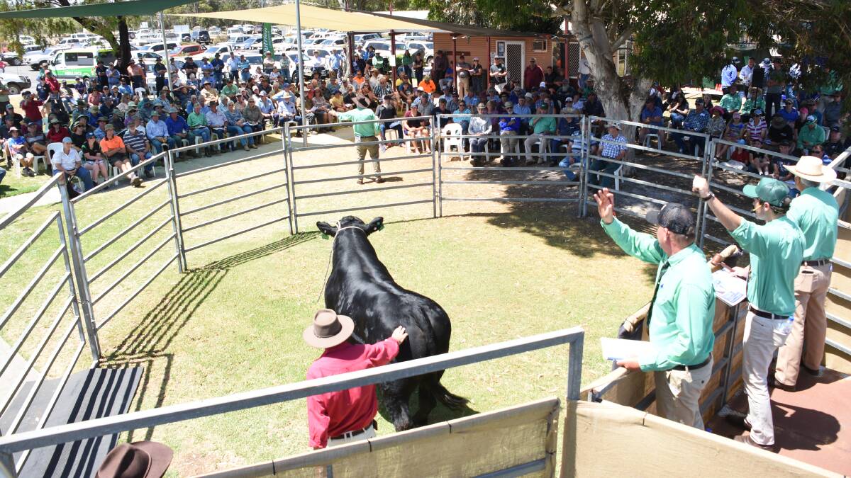 The 2023 Nutrien Livestock Great Southern Blue Ribbon All Breeds Bull Sale at Mt Barker on Tuesday, January 17, will be the first bull sale for the season. On offer will be 56 bulls and four stud heifers representing five breeds from eight vendors.