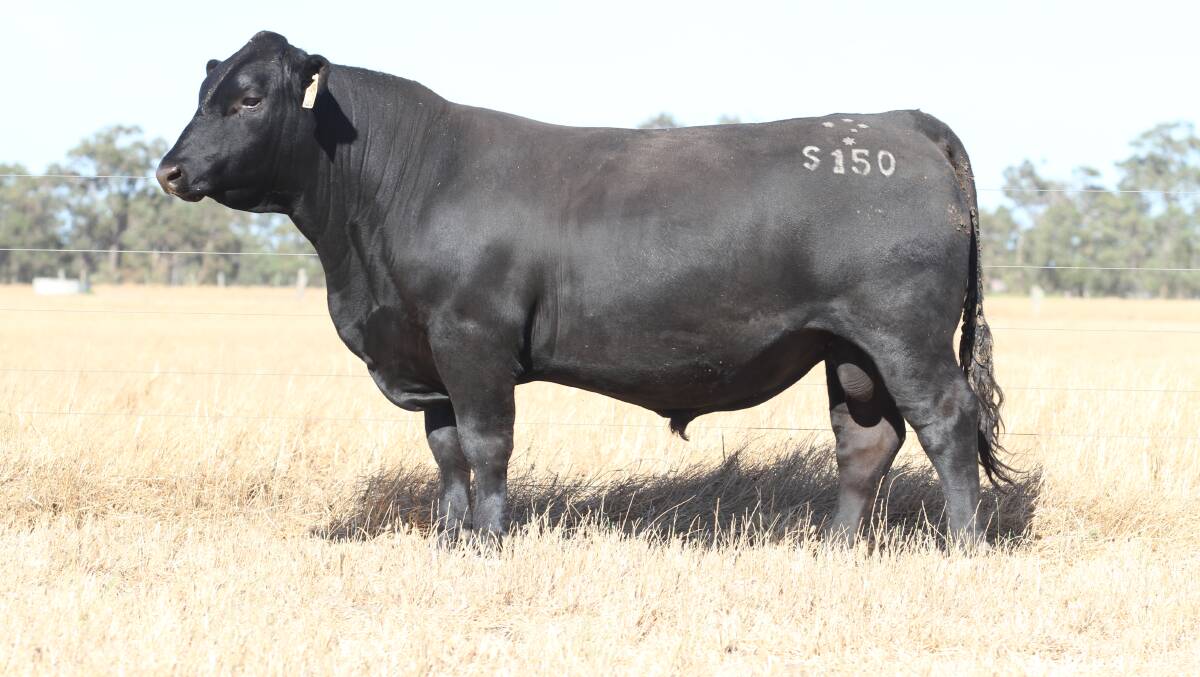 The $44,000 new stud record top-priced bull purchased by WJ & FJ Graham and Monjingup Angus in share with Allegria Park Angus stud, Esperance, Black Market Troopy S150 (ET) (by Millah Murrah Paratrooper P15).