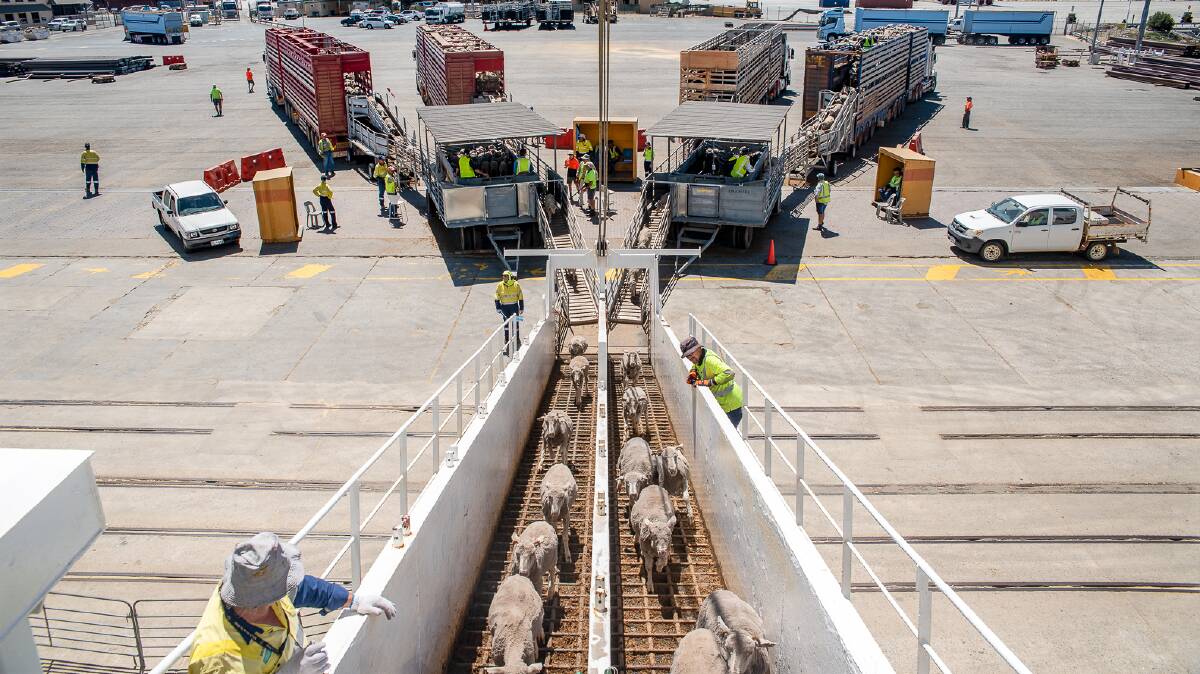 WAs live sheep export industry said it was not backing down, after Federal Agriculture Minister Murray Watt announced a new four-person panel would determine how and when the trade would be shut down. Picture by The Livestock Collective.