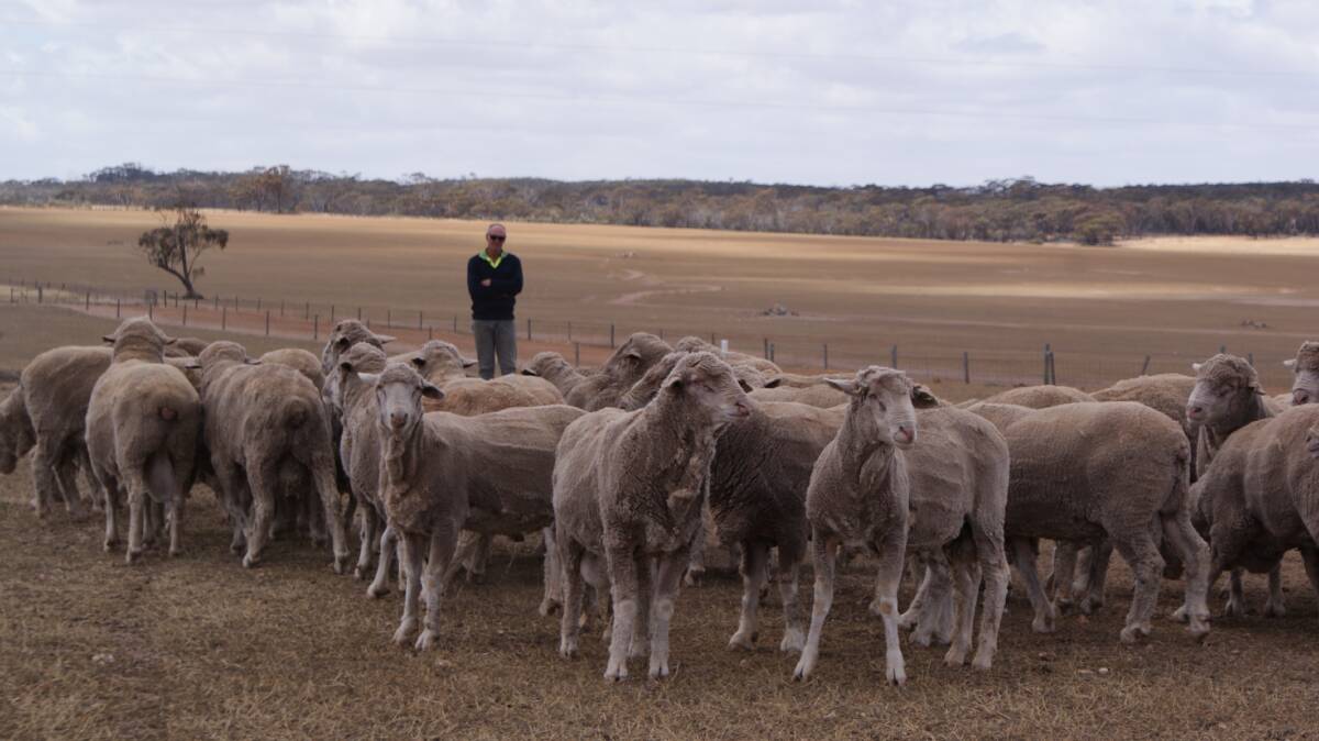 Murray James, Karlgarin, with his Nepowie Poll Merino rams which are used as part of the family's sheep operation.