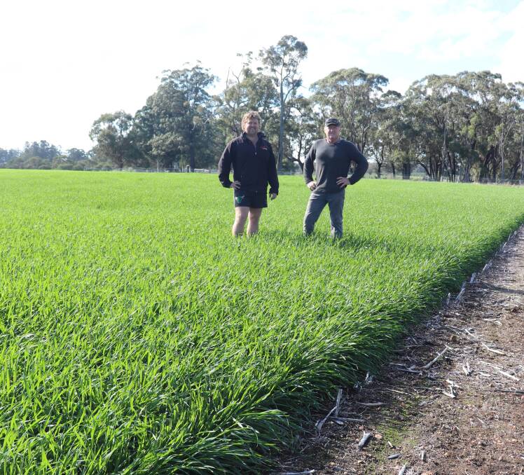 Kieran Allison (left) and Ross Allison in the Bennett wheat crop which they began seeding on March 23. They were stoked with the growth rate and bulk of the crop which was first crop they seeded this year and would be the last crop to be harvested in December.