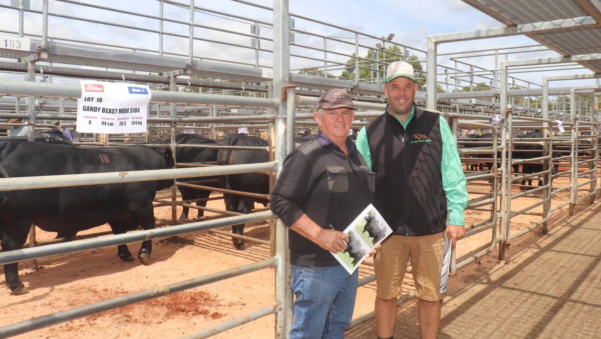 Inspecting the line-up of bulls before the sale were Terry Salmeri (left), Boddington and Ben Kealy, BT Kealy Livestock Services.