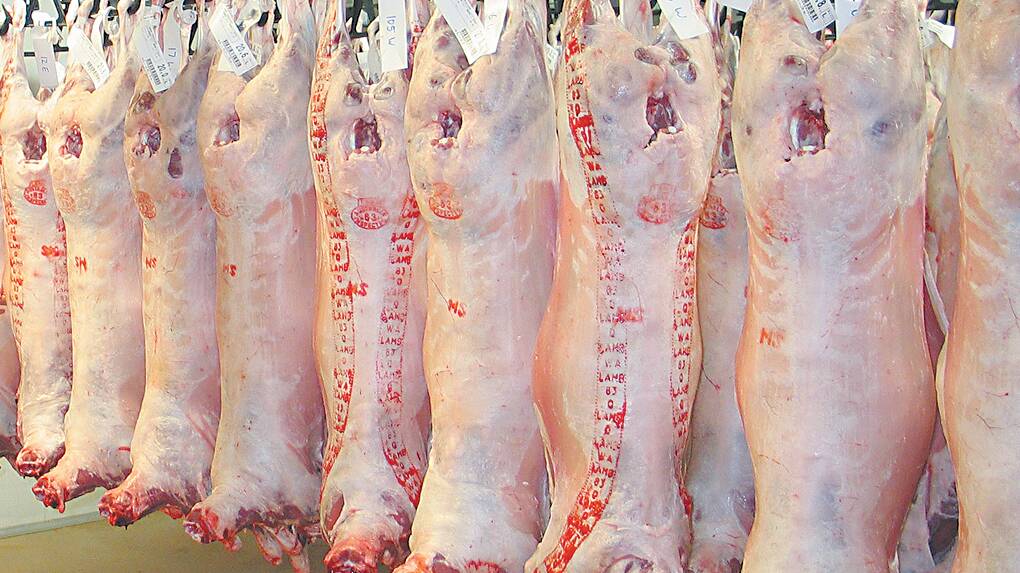 Lamb carcase grading is in the pipeline