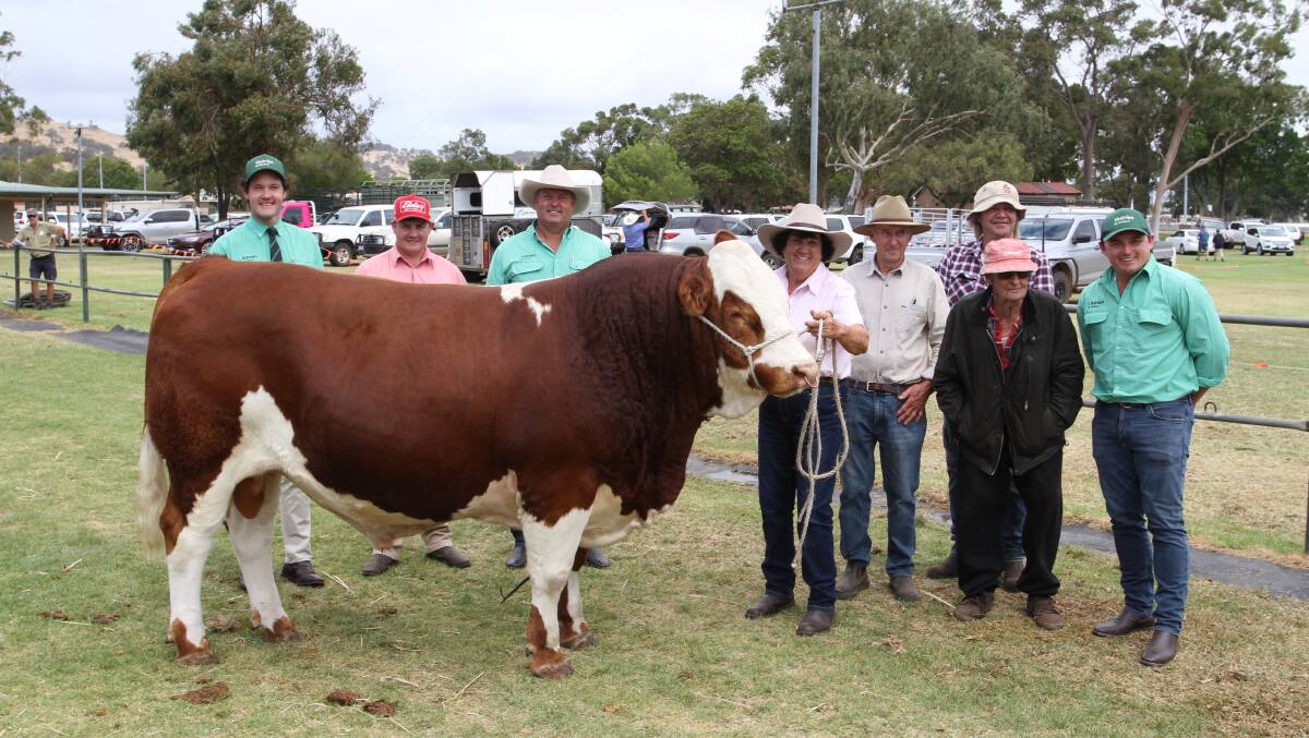 The Kitchen family, Bandeeka Simmental stud, Elgin, sold the season's $82,000 top-priced bull at the WALSA & Farm Weekly Supreme Bull Sale at Brunswick in March to set a WA State record price for a bull sold at auction. With the record priced bull Bandeeka Rusty R35 (P) which was purchased by TG Marshall, Denmark/Cranbrook, were Nutrien Livestock auctioneer Michael Altus (left), Elders, Donnybrook representative Pearce Watling, Nutrien Livestock, Capel agent Chris Waddingham, Bandeeka Simmental stud principals Loreen and Tony Kitchen, Elgin, Geoff Pope and Tom Marshall, TG Marshall and Nutrien Livestock, Kojonup agent Troy Hornby.