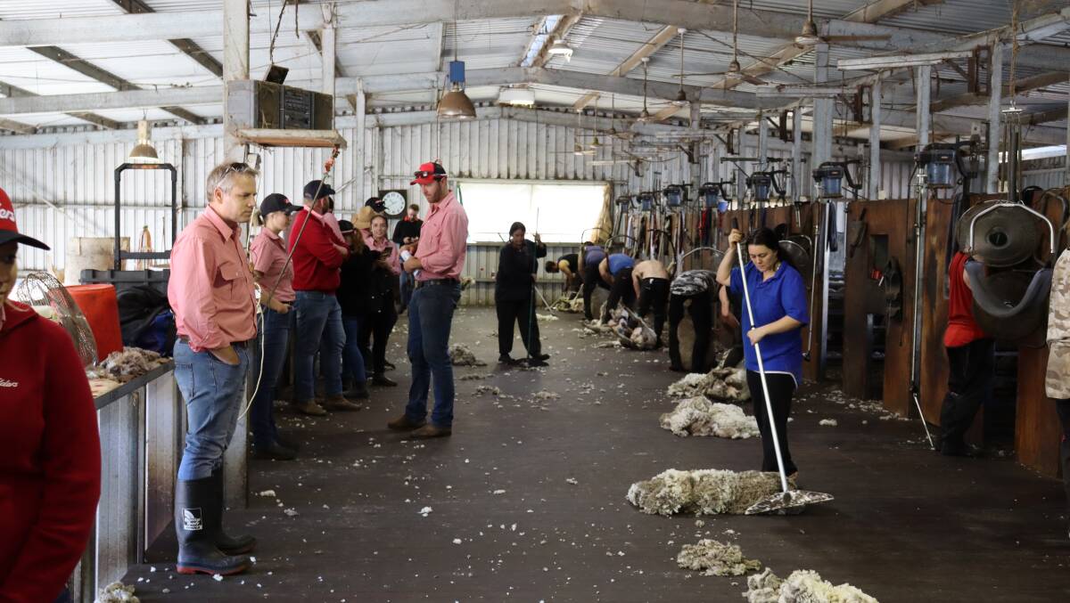 Elders' next generation of stock agents were given a firsthand encounter of drafting and preparing sheep for the live export market.