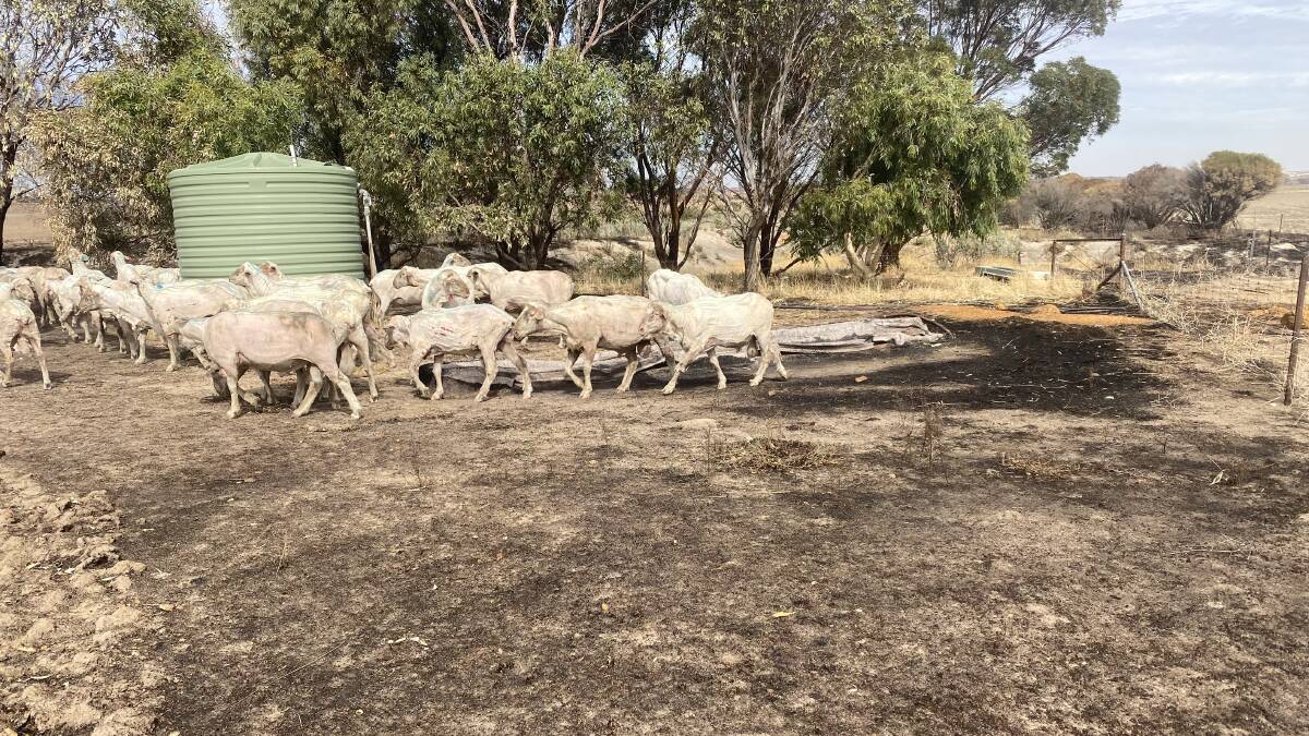 More than half of Ben Negris property was destroyed in the February blaze, as well as 20 kilometres of fencing, 946 hay bales and more than 300 sheep.