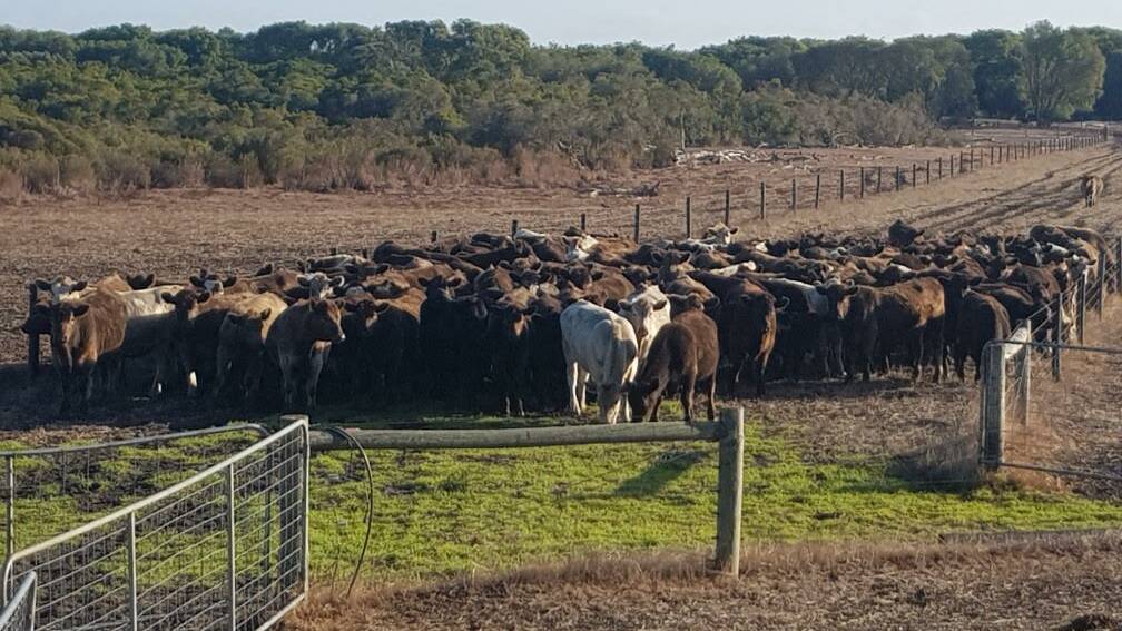 AC & CJ McNab, Scott River, will offer an annual draft of 131 Murray Grey cross mixed sex weaners at the day one beef store cattle sale expected to weigh from 320-370kg.