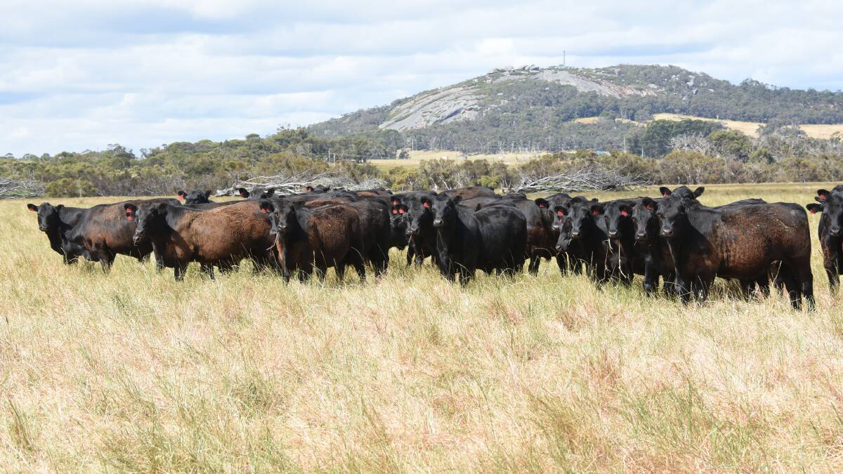 The Carroll family, Rayview Park, Albany, will offer 300 steers, in the Nutrien Livestock 11th Annual Mt Barker Angus Weaner Sale on Tuesday, January 10.