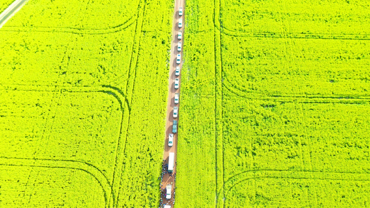 A drone shot of vehicles associated with a Youth in Ag on-farm visit to a canola crop.