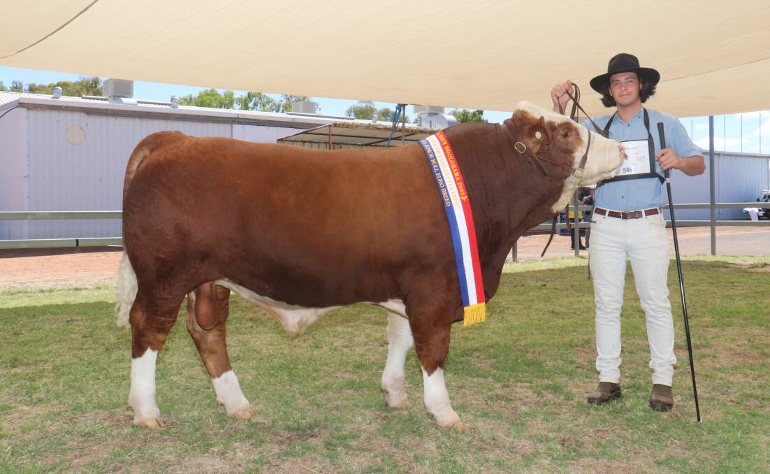 WA College of Agriculture Denmark year 12 student Jackson Conti holds the champion European breed junior champion bull Inlet Views Texas exhibited by the colleges Inlet Views Simmental stud.